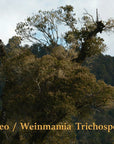 ARUTAM TINEO