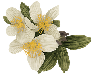 ULMO illustration